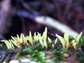 Calocera cornea - Pfriemlicher Laubholz Hrnling - Weferlingen