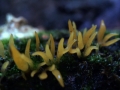 Calocera cornea - Pfriemlicher Laubholz Hrnling - Weferlingen