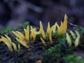 Calocera cornea - Pfriemlicher Laubholz Hrnling - Weferlingen