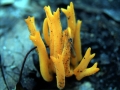 Calocera viscosa - Klebriger Hrnling - Weferlingen