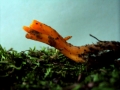 Calocera viscosa - Klebriger Hörnling - Weferlingen