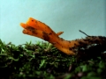 Calocera viscosa - Klebriger Hrnling - Weferlingen