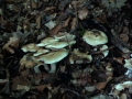 Calocybe gambosa - Maipilz;Mairitterling - Weferlingen