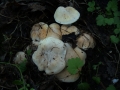Calocybe&nbsp;gambosa&nbsp;-&nbsp;Maipilz;Mairitterling&nbsp;-&nbsp;Weferlingen