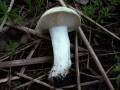 Calocybe&nbsp;gambosa&nbsp;-&nbsp;Maipilz;Mairitterling&nbsp;-&nbsp;Weferlingen