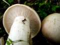 Calocybe gambosa - Mai -Ritterling - Weferlingen