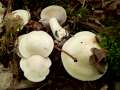 Calocybe gambosa - Maipilz;Mai-Ritterling - Weferlingen