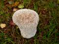 Calvatia utriformis - Hasen-Stubling - Arendsee