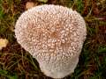 Calvatia utriformis - Hasen-Stubling - Arendsee