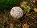 Calvatia utriformis - Hasen-Stubling - Arendsee