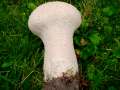 Lycoperdon&nbsp;excipuliforme&nbsp;-&nbsp;Beutelst�ubling&nbsp;-&nbsp;Helmstedt