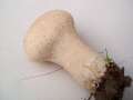 Lycoperdon&nbsp;excipuliforme&nbsp;-&nbsp;Beutelst�ubling&nbsp;-&nbsp;Helmstedt