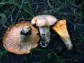 Cantharellus&nbsp;subpruinosus&nbsp;-&nbsp;Bereifter Pfifferling&nbsp;-&nbsp;H�dingen