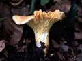 Cantharellus subpruinosus - Bereifter Pfifferling - Hdingen