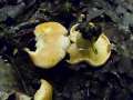 Cantharellus&nbsp;subpruinosus&nbsp;-&nbsp;Bereifter Pfifferling&nbsp;-&nbsp;H�dingen