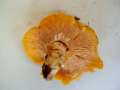 Cantharellus&nbsp;subpruinosus&nbsp;-&nbsp;Bereifter Pfifferling&nbsp;-&nbsp;H�dingen