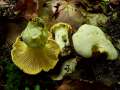 Cantharellus subpruinosus - Bereifter Pfifferling - Hdingen
