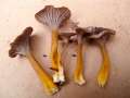 Cantharellus tubaeformis var. lutescens - Gelbstieliger Trompeten -Pfifferling - Walbeck
