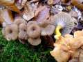 Cantharellus tubaeformis var. lutescens - Gelbstieliger Trompetenpfifferling - Walbeck