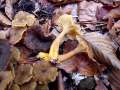 Cantharellus tubaeformis var. lutescens - Gelbstieliger Trompetenpfifferling - Walbeck