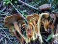 Cantharellus tubaeformis - Trompeten -Pfifferling;Durchbohrter Leistling - Weferlingen-Walbeck