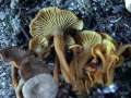 Cantharellus tubaeformis - Trompeten -Pfifferling;Durchbohrter Leistling - Weferlingen-Walbeck