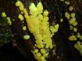 Ceratiomyxa fruticulosa var. porioides - Schleimpilz - Weferlingen