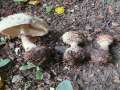 Chlorophyllum&nbsp;venenatum&nbsp;-&nbsp;Gift-Safranschirmpilz&nbsp;-&nbsp;Eigenthum
