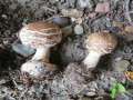 Chlorophyllum&nbsp;venenatum&nbsp;-&nbsp;Gift-Safranschirmpilz&nbsp;-&nbsp;Eigenthum