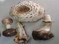 Chlorophyllum&nbsp;venenatum&nbsp;-&nbsp;Gift-Safranschirmpilz&nbsp;-&nbsp;Eigenthum