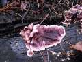Chondrostereum purpureum - Violetter Knorpelschichtpilz - Hdingen