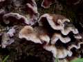Chondrostereum&nbsp;purpureum&nbsp;-&nbsp;Violetter Schichtpilz&nbsp;-&nbsp;H�dingen