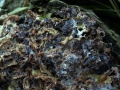Violetter Knorpelschichtpilz