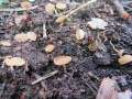 Ciboria&nbsp;amentacea&nbsp;-&nbsp;Erlenk�tzchen Becherling&nbsp;-&nbsp;H�rsingen