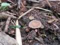 Ciboria&nbsp;amentacea&nbsp;-&nbsp;Erlenk�tzchen Becherling&nbsp;-&nbsp;H�rsingen