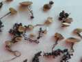Ciboria&nbsp;amentacea&nbsp;-&nbsp;Erlenk�tzchen Becherling&nbsp;-&nbsp;H�rsingen