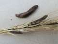 Claviceps purpurea - Mutterkorn - Hilgesdorf