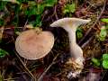 Apulloclitocybe clavipes - Keulenfiger Trichterling - Arendsee