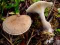 Apulloclitocybe clavipes - Keulenfiger Trichterling - Arendsee