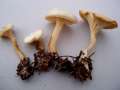 Clitocybe phyllophila - Bleiweier Trichterling - Helmstedt