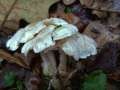 Clitocybe phyllophila - Bleiweier Trichterling - Hdingen