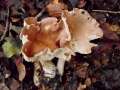 Clitocybe&nbsp;gibba&nbsp;-&nbsp;Ockerbrauner Trichterling&nbsp;-&nbsp;H�dingen
