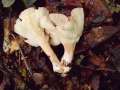 Clitocybe&nbsp;gibba&nbsp;-&nbsp;Ockerbrauner Trichterling&nbsp;-&nbsp;H�dingen