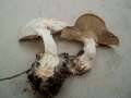 Clitocybe phyllophila - Bleiweier Trichterling - Hdingen