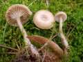 Clitocybe&nbsp;fragrans&nbsp;-&nbsp;Duft - Trichterling&nbsp;-&nbsp;Lostau
