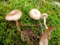 Clitocybe&nbsp;fragrans&nbsp;-&nbsp;Duft - Trichterling&nbsp;-&nbsp;Lostau