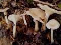 Clitocybe phaeophthalma - Ranziger Trichterling - Walbeck