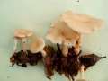 Clitocybe phaeophthalma - Ranziger Trichterling - Walbeck