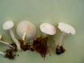 Clitocybe candicans - Wachsstieliger Trichterling - Walbeck