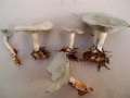 Clitocybe odora - Grner Anistrichterling - Walbeck